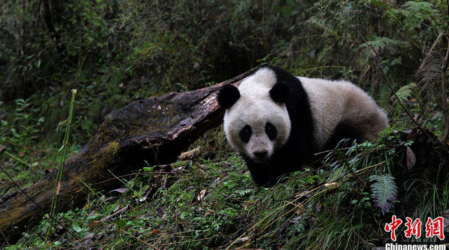 Большая панда Чжан Сян будет выпущена на волю (5)