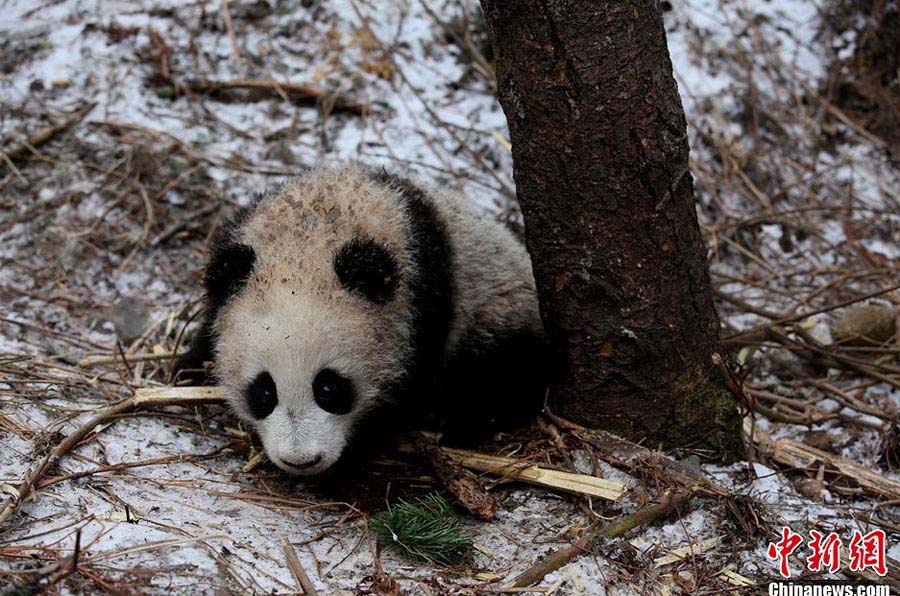 Большая панда Чжан Сян будет выпущена на волю (7)