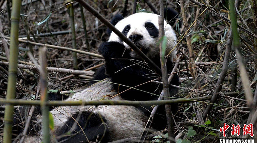 Большая панда Чжан Сян будет выпущена на волю (6)