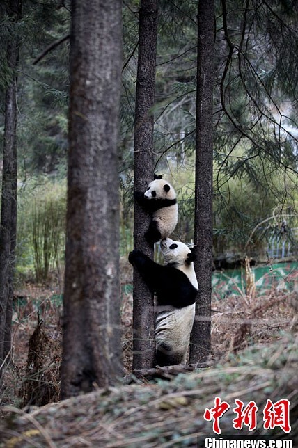 Большая панда Чжан Сян будет выпущена на волю (2)