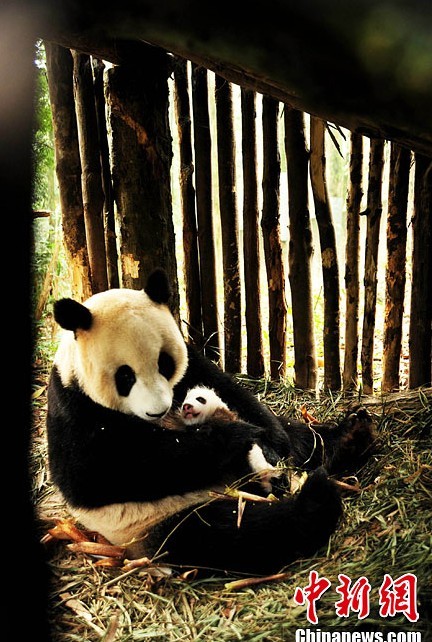 Большая панда Чжан Сян будет выпущена на волю