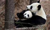 Большая панда Чжан Сян