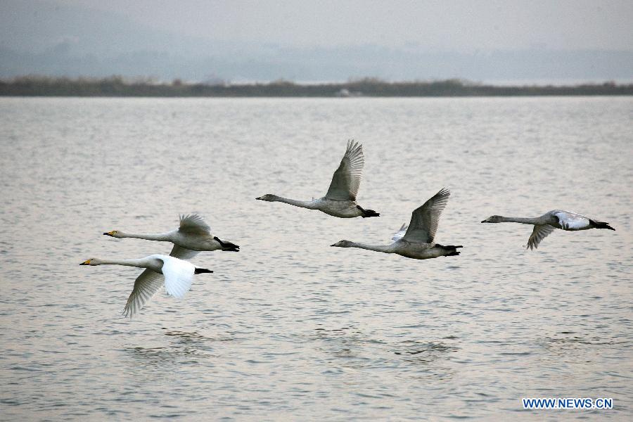 На водно-болотные угодья у реки Хуанхэ из российской Сибири прибыли первые стаи белых лебедей