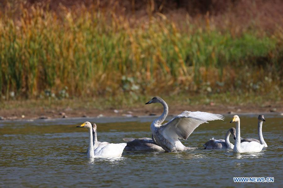 На водно-болотные угодья у реки Хуанхэ из российской Сибири прибыли первые стаи белых лебедей (2)