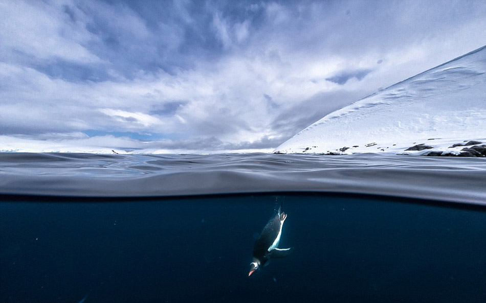 Американский фотограф в ледяной воде сфотографировал прыжки пингвинов в воду (4)