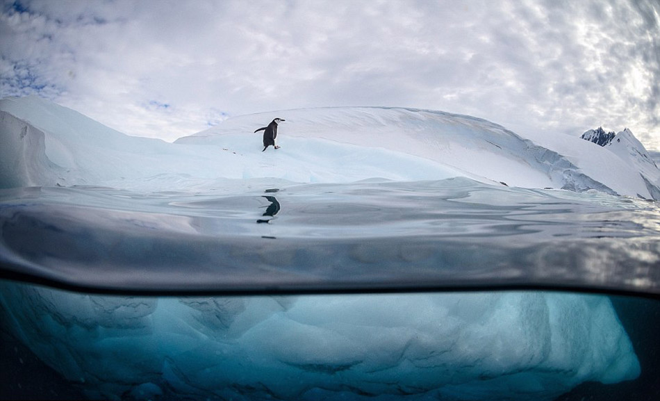 Американский фотограф в ледяной воде сфотографировал прыжки пингвинов в воду (3)
