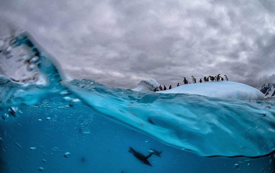 Американский фотограф в ледяной воде сфотографировал прыжки пингвинов в воду (5)