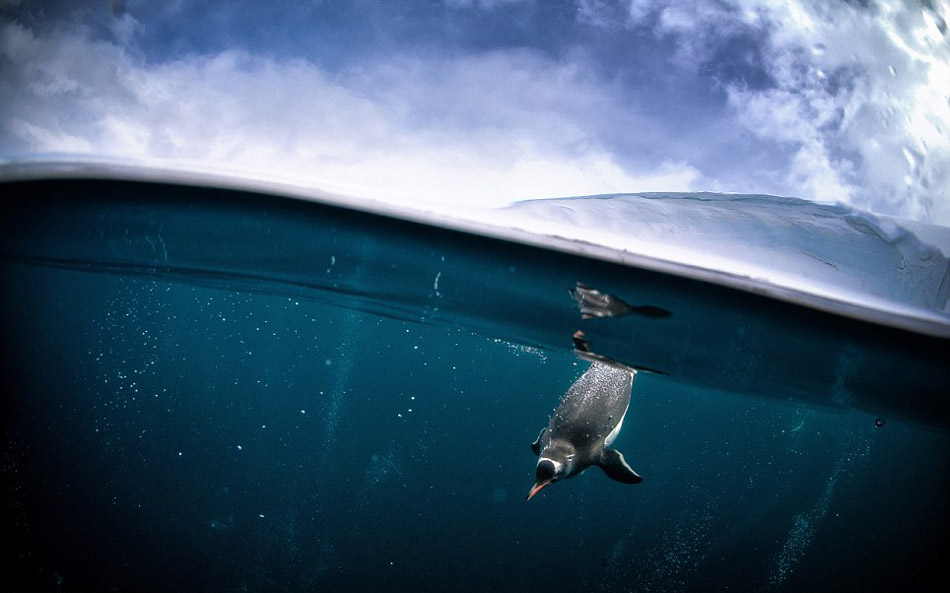 Американский фотограф в ледяной воде сфотографировал прыжки пингвинов в воду (6)