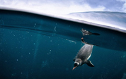 Американский фотограф в ледяной воде сфотографировал прыжки пингвинов в воду