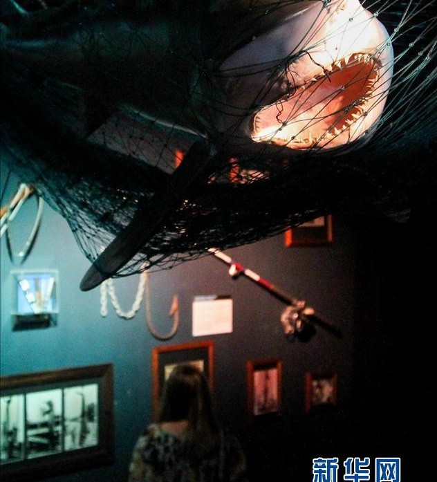 В Санкт-Петербурге проходит выставка «Мир акул. Глубокое погружение» (5)