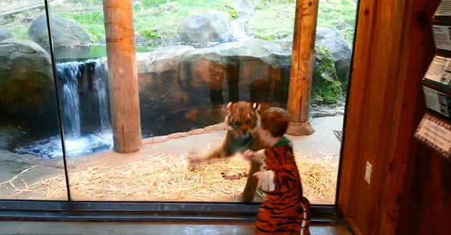 Мальчик в тигровой одежде играет с тигрёнком в зоопарке (2)