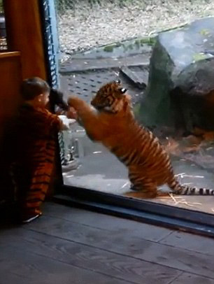 Мальчик в тигровой одежде играет с тигрёнком в зоопарке (5)