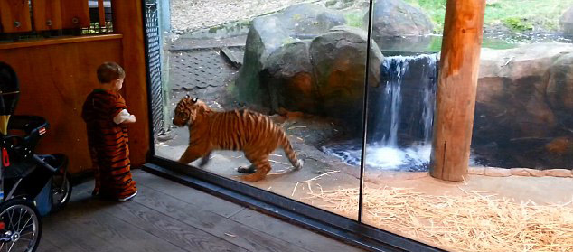 Мальчик в тигровой одежде играет с тигрёнком в зоопарке (3)