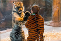 Мальчик в тигровой одежде играет с тигрёнком