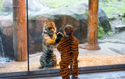 Мальчик в тигровой одежде играет с тигрёнком в зоопарке