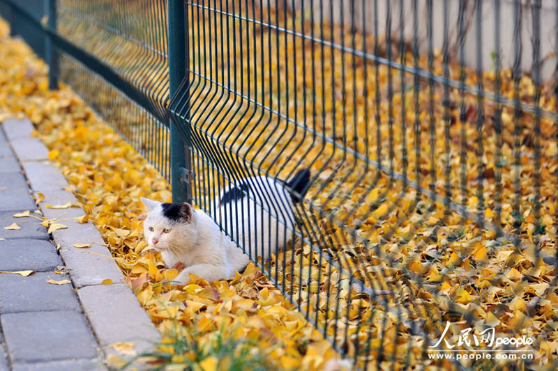 Осенний пейзаж в Саньлитунь посольском районе в Пекине (16)
