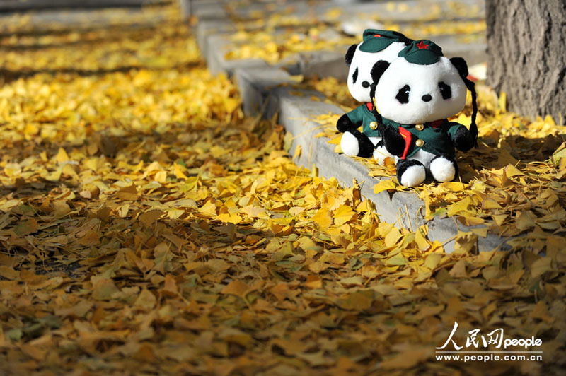 Осенний пейзаж в Саньлитунь посольском районе в Пекине (2)