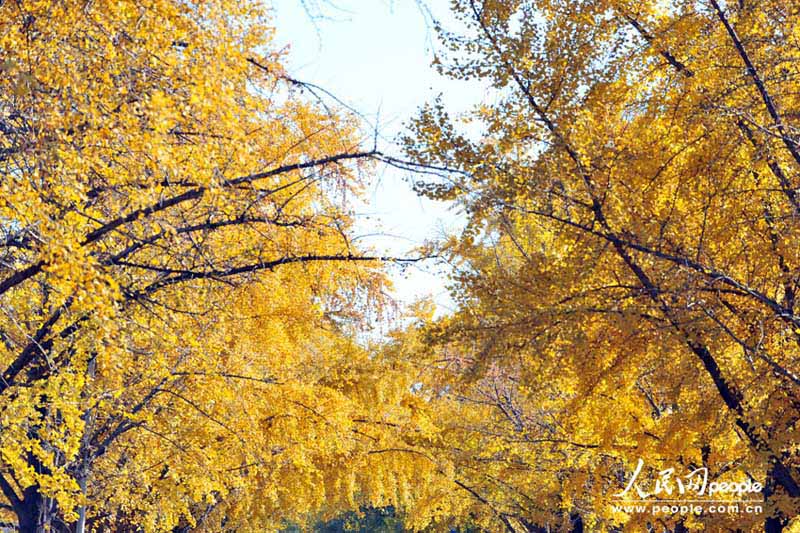 Осенний пейзаж в Саньлитунь посольском районе в Пекине (12)