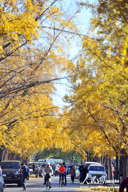 Осенний пейзаж в Саньлитунь посольском районе в Пекине (7)
