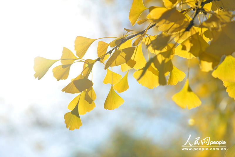 Осенний пейзаж в Саньлитунь посольском районе в Пекине (6)
