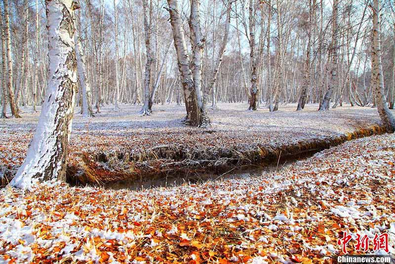 Белый снег ранней зимой придал «Первому северо-западному березовому лесу» романтическую атмосферу (2)