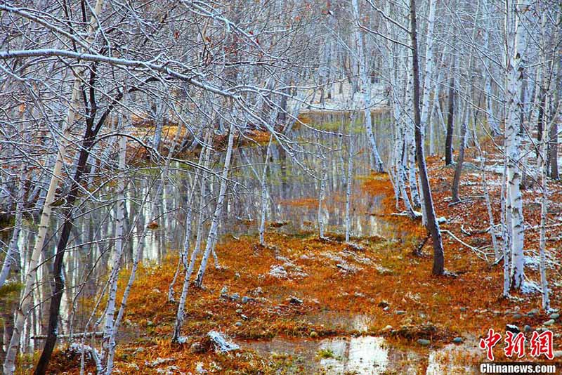 Белый снег ранней зимой придал «Первому северо-западному березовому лесу» романтическую атмосферу (3)