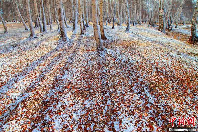 Белый снег ранней зимой придал «Первому северо-западному березовому лесу» романтическую атмосферу (6)
