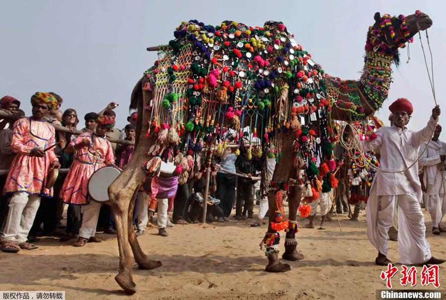 В Индии прошла ярмарка верблюдов