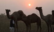 В Индии прошла ярмарка верблюдов