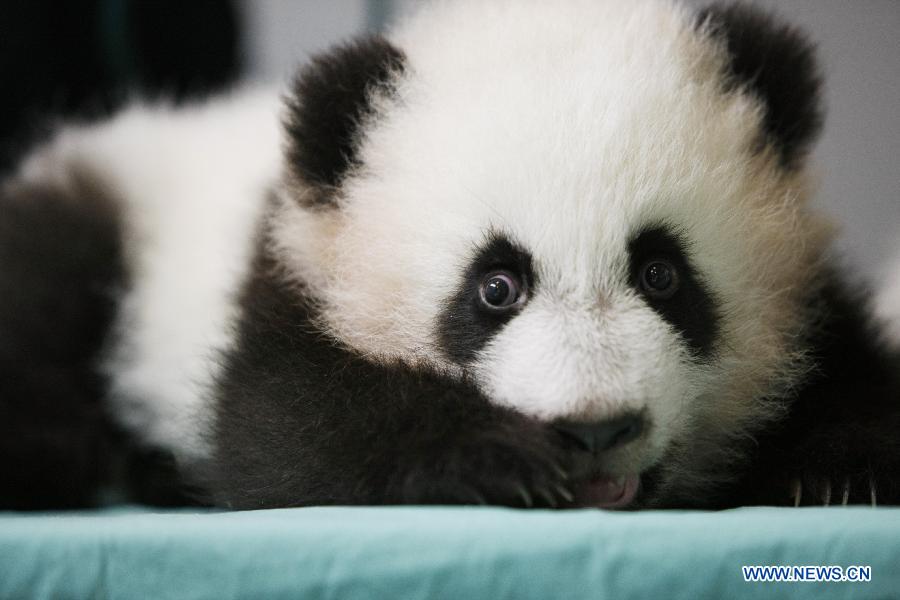 Пандам-близнецам, впервые родившимся в США, исполнилось 120 дней