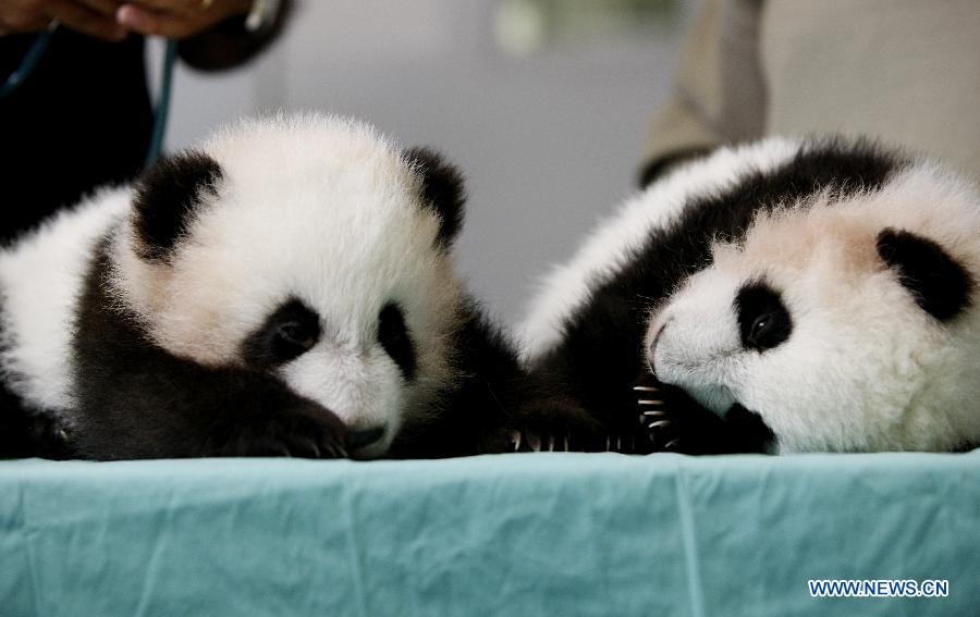 Пандам-близнецам, впервые родившимся в США, исполнилось 120 дней (4)