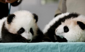 Панды-близнецы