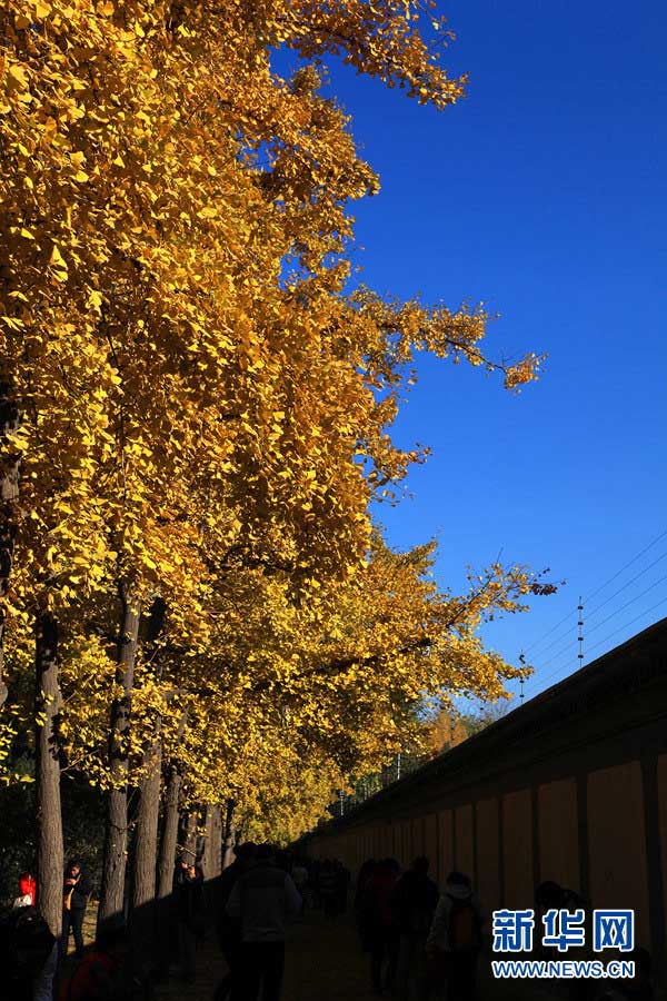 Золотые деревья гинкго в глубокую осень (6)
