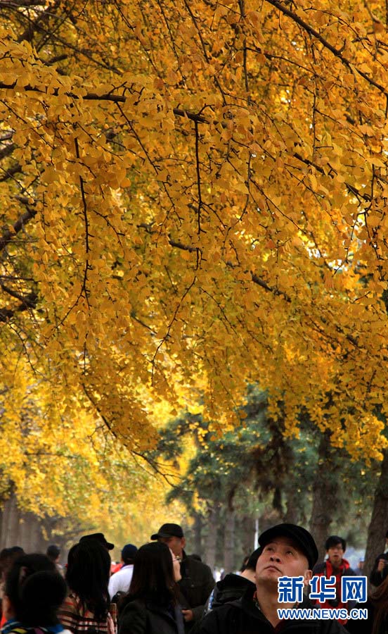 Золотые деревья гинкго в глубокую осень (9)