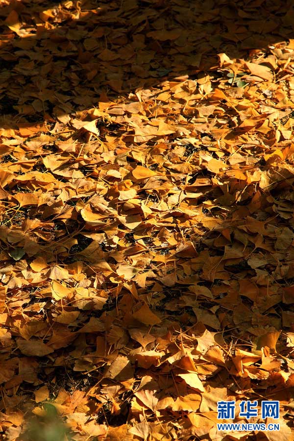 Золотые деревья гинкго в глубокую осень (7)