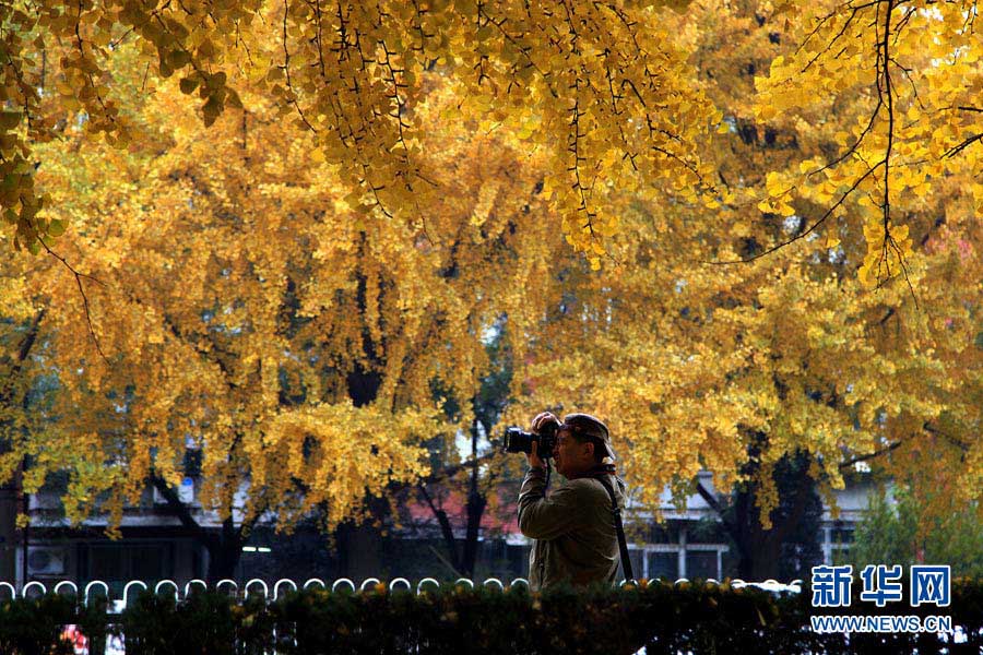 Золотые деревья гинкго в глубокую осень (8)