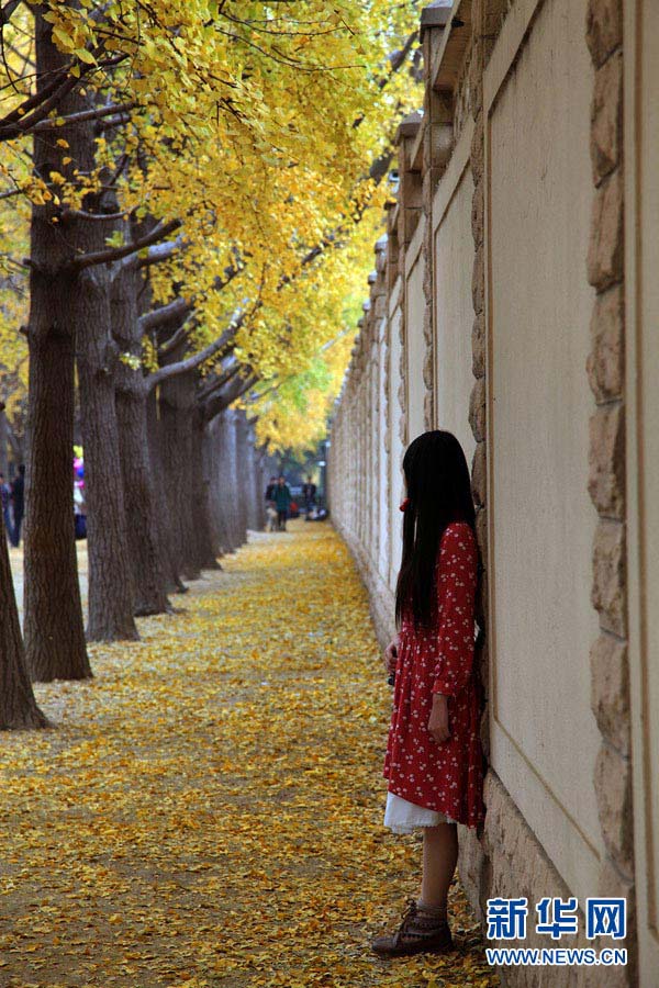 Золотые деревья гинкго в глубокую осень (4)