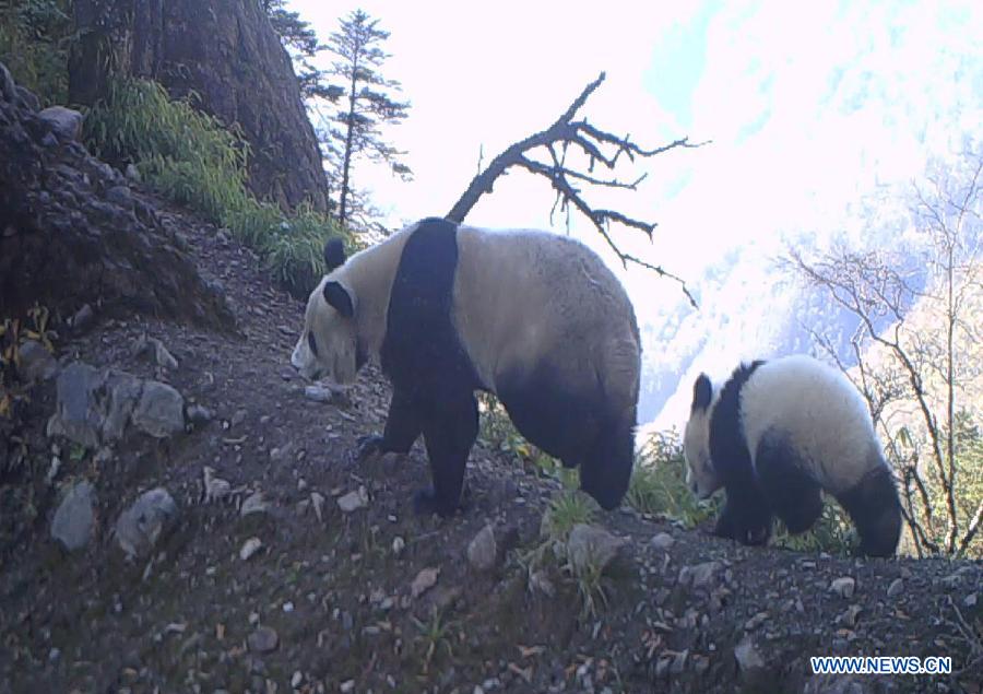 В заповеднике провинции Сычуань вновь обнаружены следы диких панд