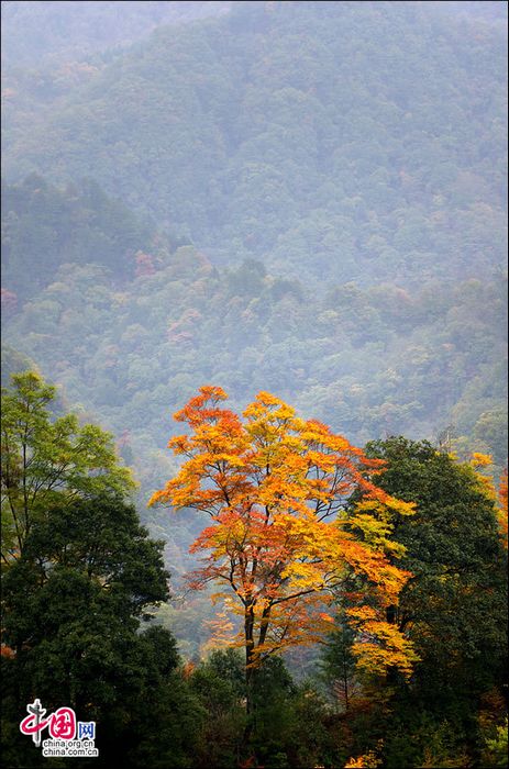 Природное очарование! Осенние пейзажи на горах Гуанъушань (8)