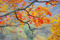 Осенние пейзажи на горах Гуанъушань