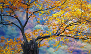 Природное очарование! Осенние пейзажи на горах Гуанъушань