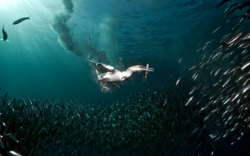 Прекрасный подводный мир от Alexander Safonov (3)
