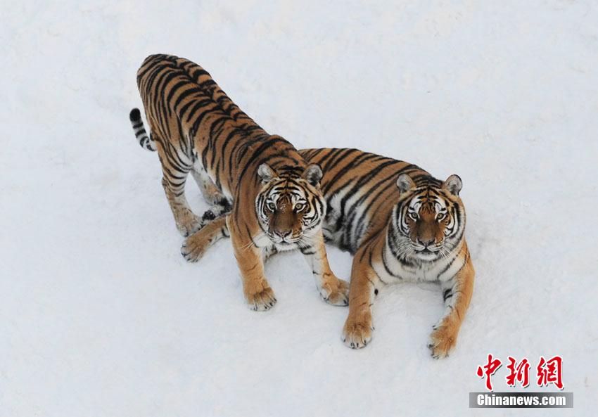 Животные, играющие в снегу (4)