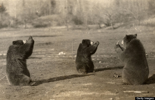 Старинные фотографии симпатичных медведей (7)