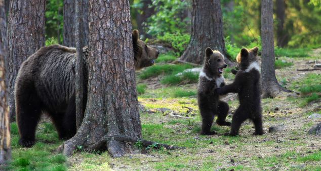 Танец маленьких финских медвежат (3)