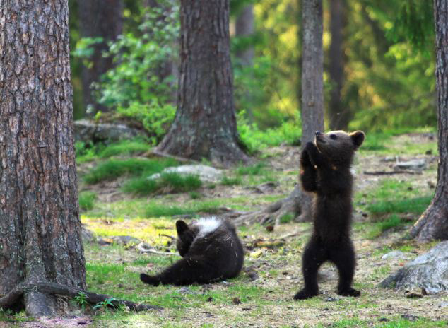 Танец маленьких финских медвежат (6)