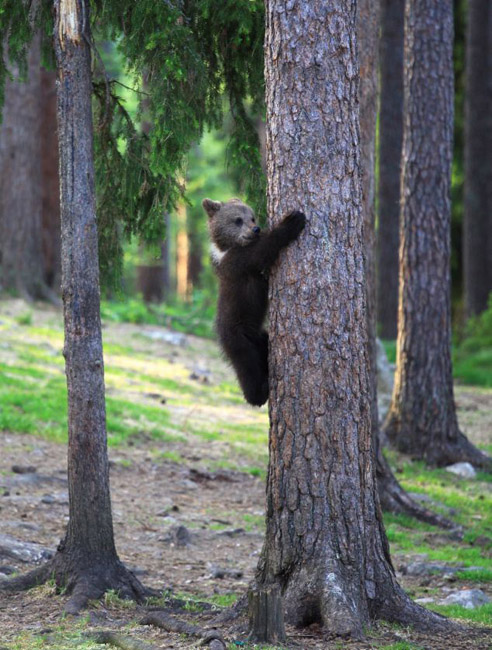 Танец маленьких финских медвежат (7)