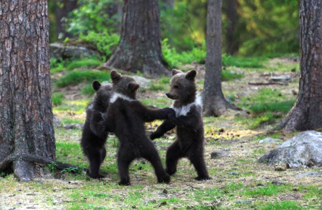 Танец маленьких финских медвежат (2)
