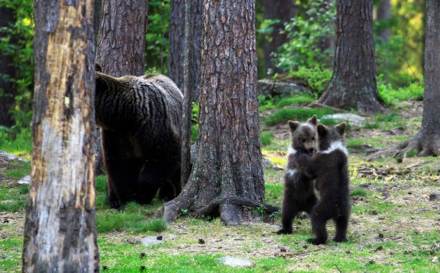Танец маленьких финских медвежат (4)