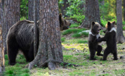 Танец маленьких финских медвежат